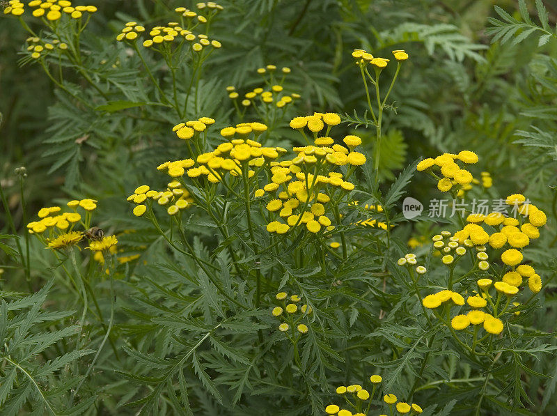 艾菊(Tanacetum)