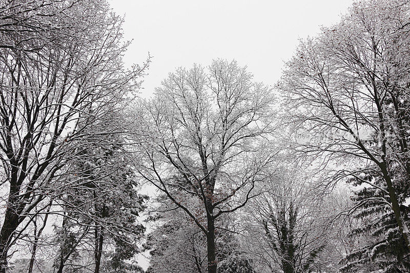 光秃秃的高大树木上覆盖着刚下过的雪
