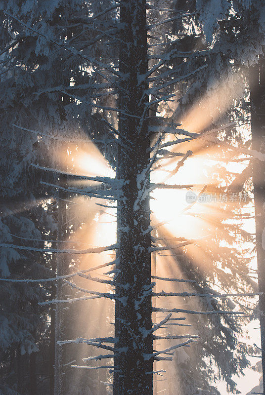 阳光穿透冬天的森林