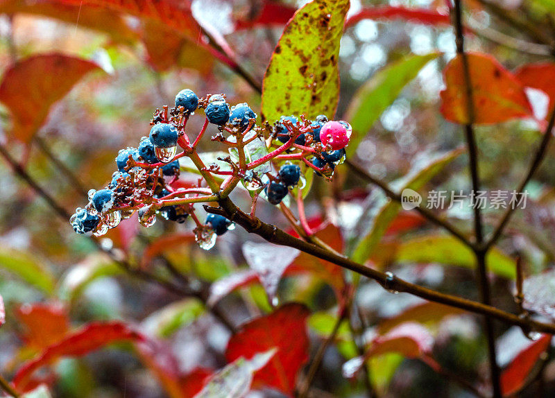 雨滴落在蓝色和红色的浆果上