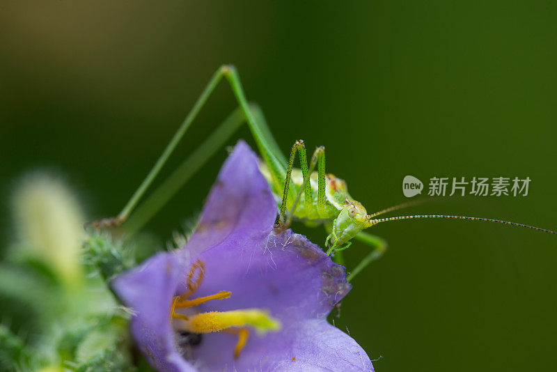 美丽的花朵和蚱蜢