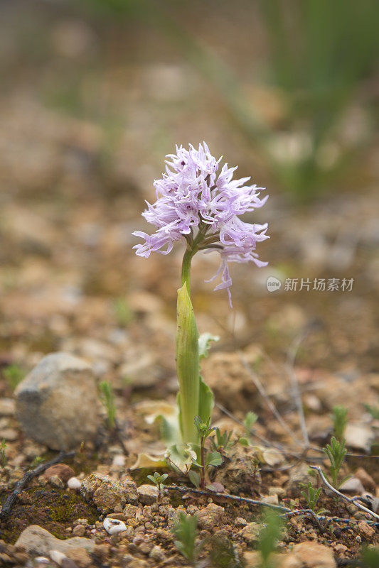 野生野野豆