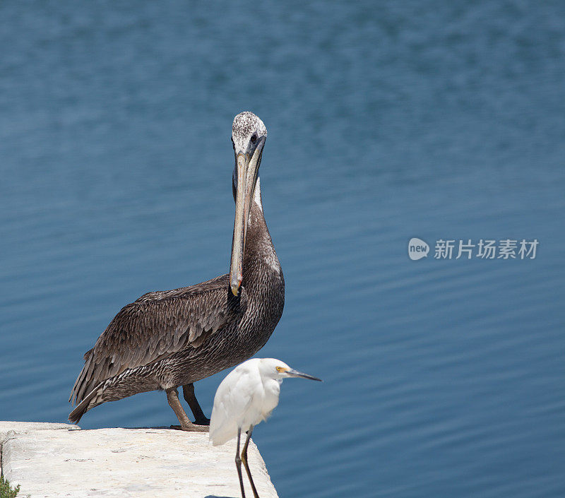 鹈鹕和白鹭