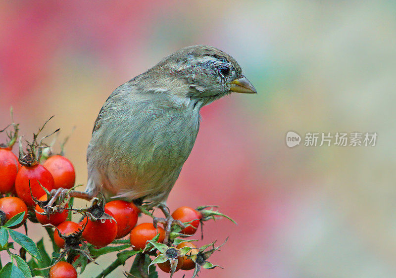 小树枝上的麻雀