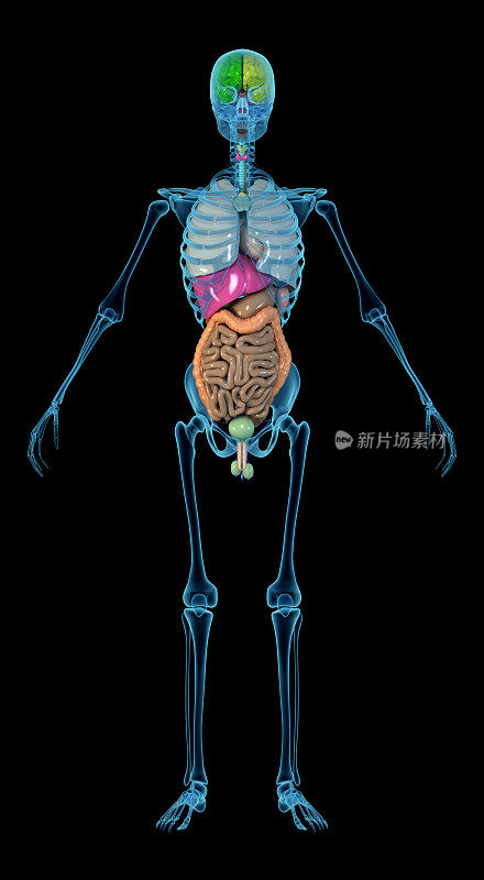 人体由骨骼和内脏组成