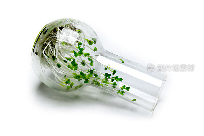 花椰菜芽在一个玻璃烧瓶
