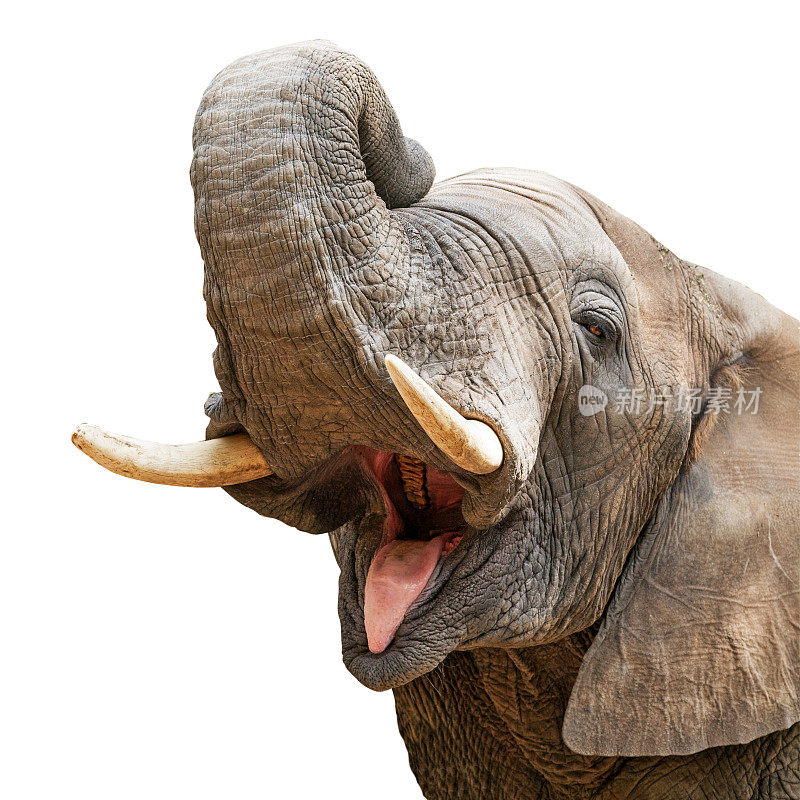 大象的嘴巴张开，特写