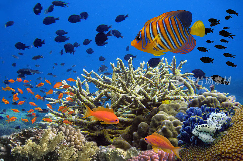 珊瑚礁水下全景与色彩斑斓的热带学校