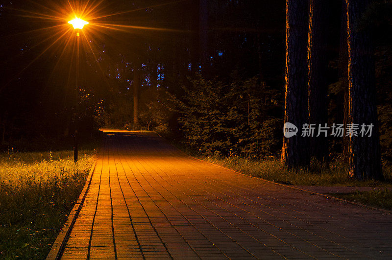 森林人行道在晚上的方式。路灯照亮人行道。