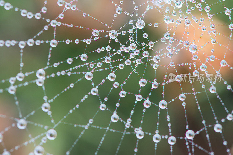 浓雾中被露水覆盖的蜘蛛网