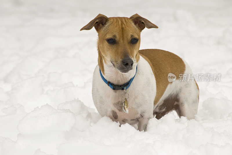 狗在雪地