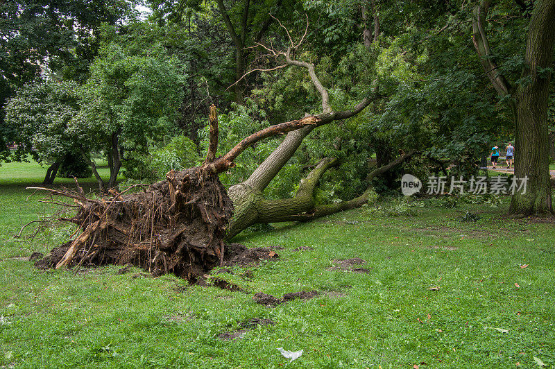 暴风雨后倒下的树。匈牙利布达佩斯的玛格丽特岛。