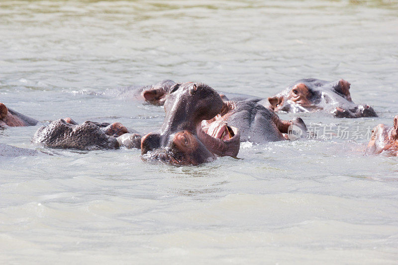 南非iSimangaliso湿地公园的河马