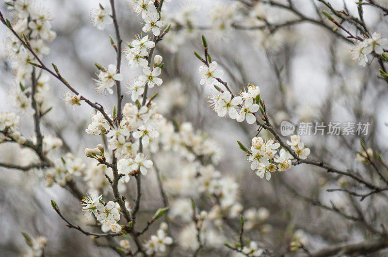 黑紫色的花朵