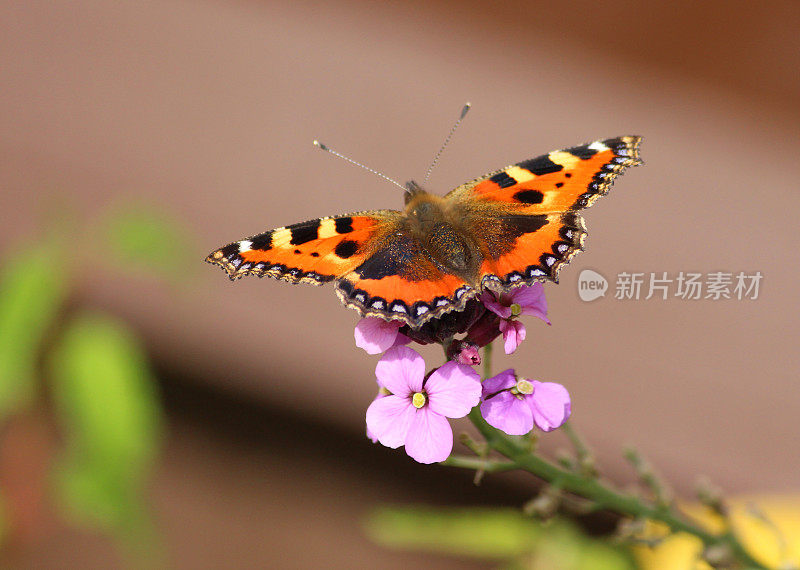 图中是一只龟甲蝴蝶，正在吸食花蜜