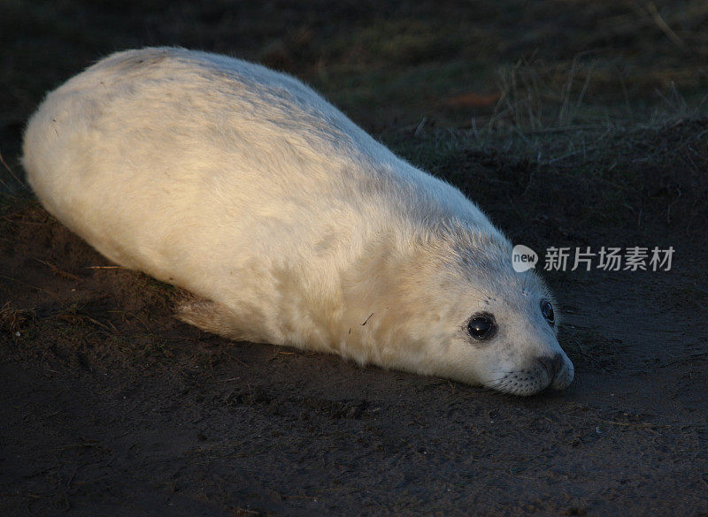 年轻的海豹