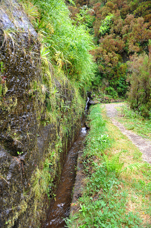 去山顶和灌木丛的路――马德拉