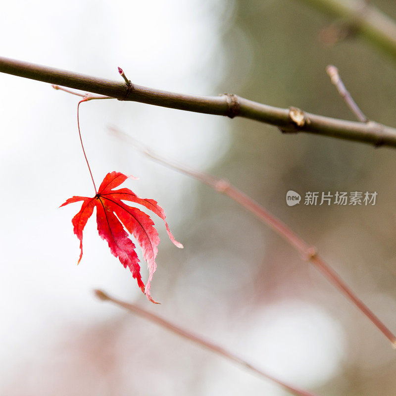 干燥的枫叶