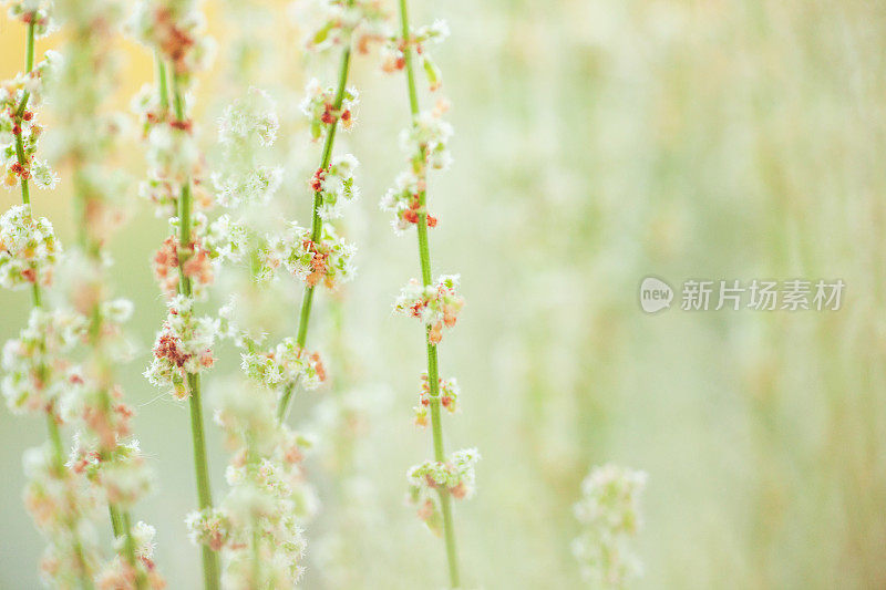 精致的花朵