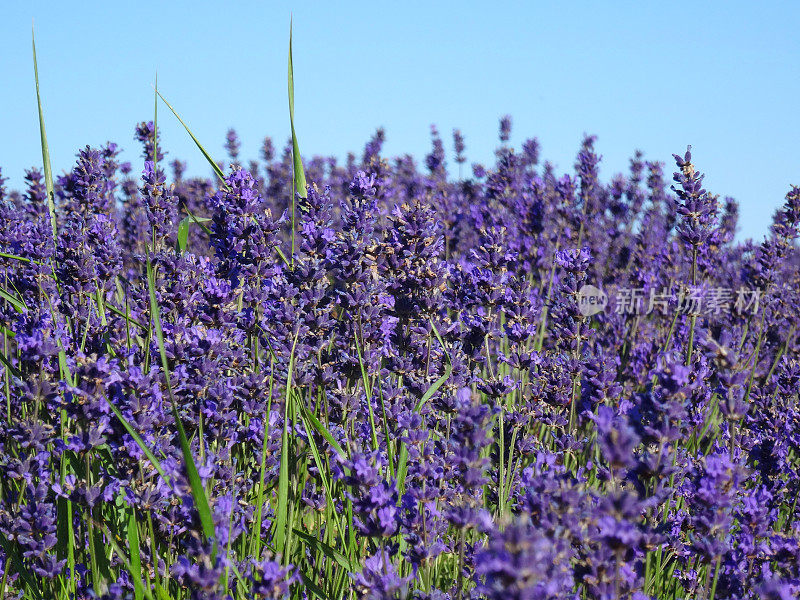蓝色天空映衬着紫色花朵的薰衣草植物