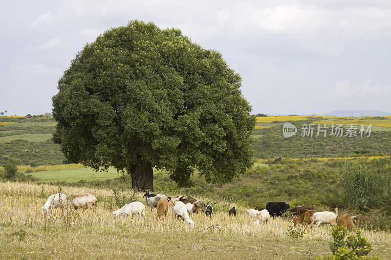在埃塞俄比亚放牧的山羊