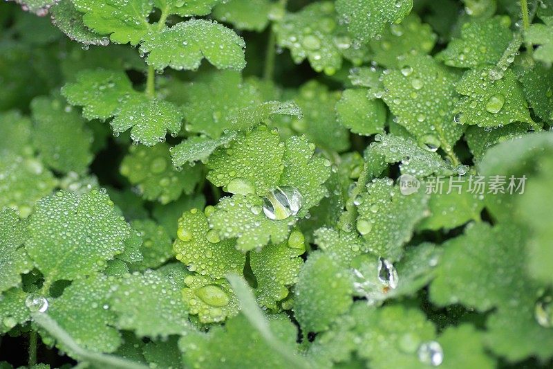 雨后的绿叶