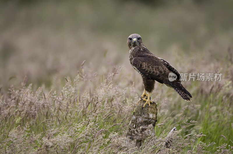 常见的秃鹰(Buteo)