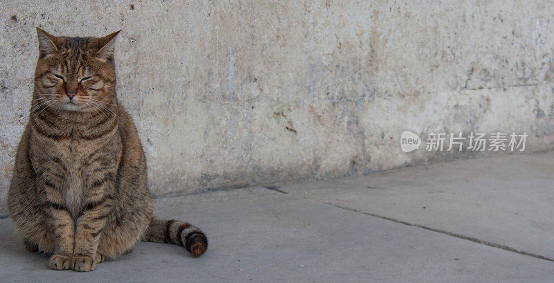 伊斯坦布尔——索菲亚的猫