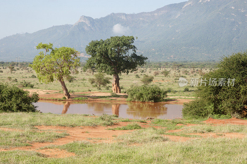 肯尼亚察沃东部国家公园的野生动物园水坑