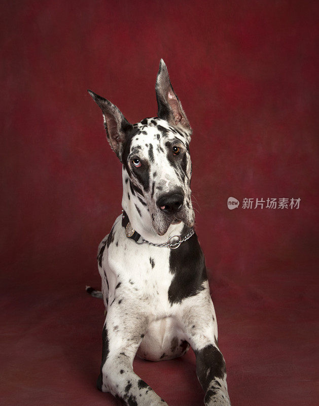 大丹犬的肖像与不同颜色的眼睛