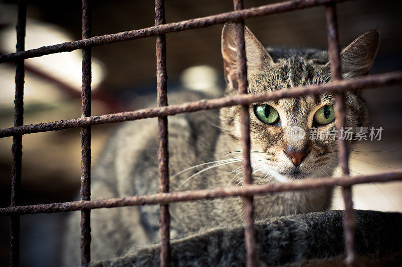 动物收容所猫肖像系列四