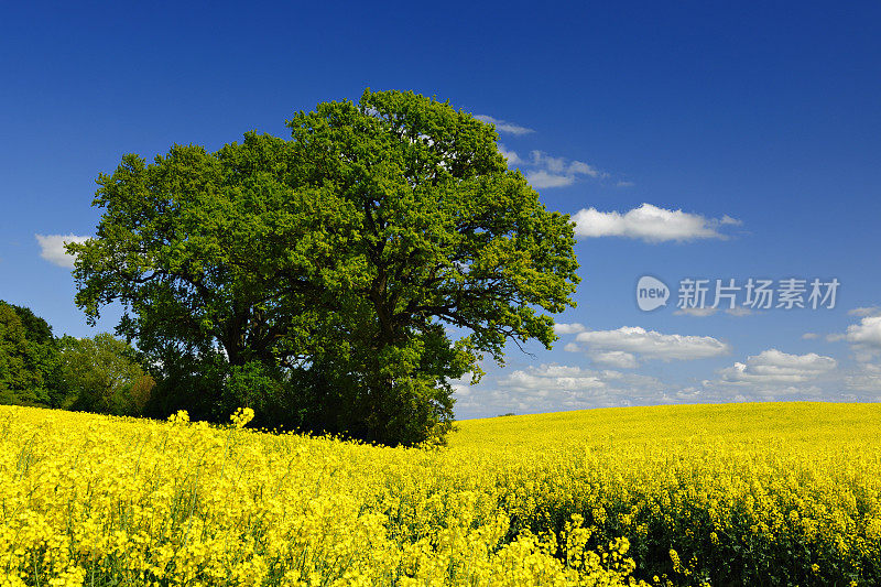 春季景观与橡树在油菜田