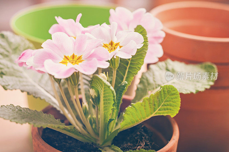 花园里的花