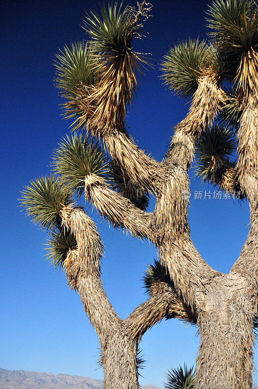 约书亚树，死亡谷，加州