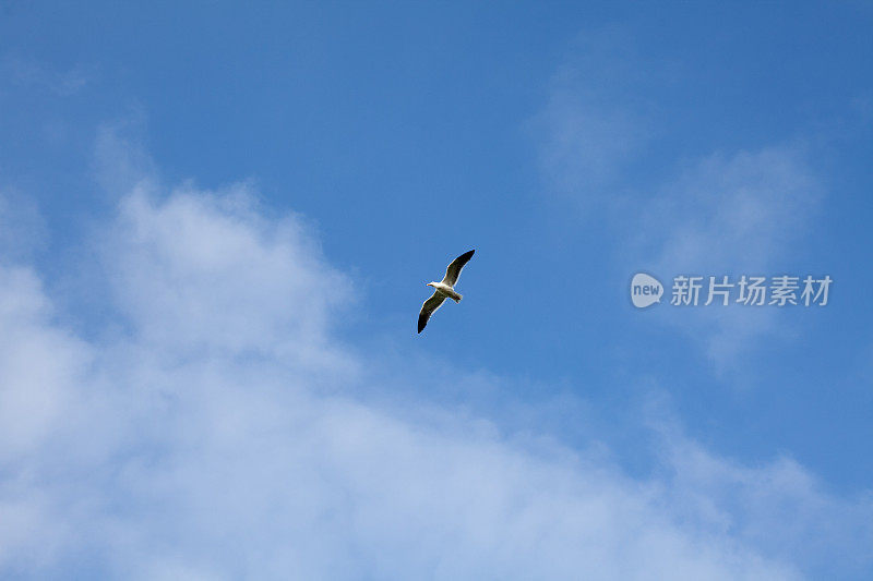 海鸥在天空中飞翔