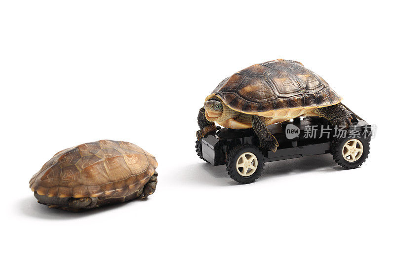 两只乌龟和玩具车