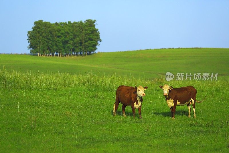 郁郁葱葱的潘帕加草原上有几棵树和几头牛?赵