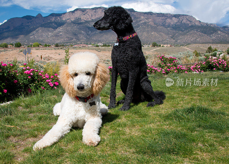 花园里的黑白标准贵宾犬