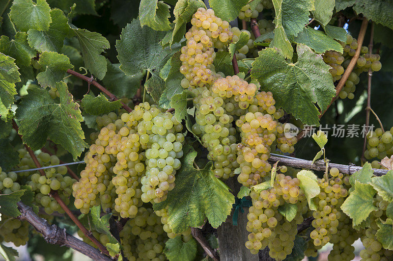正在成熟的霞多丽葡萄酒葡萄在藤上的特写