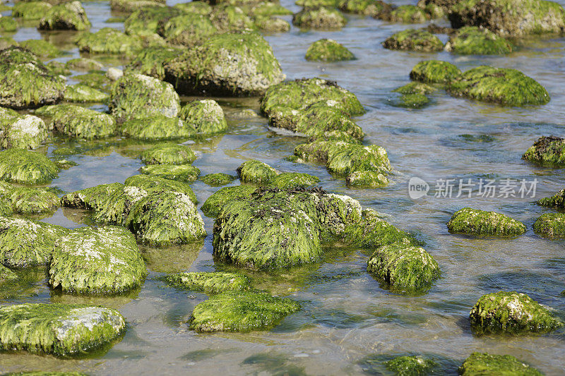 加拿大BC省阳光海岸的岩石上覆盖着苔藓