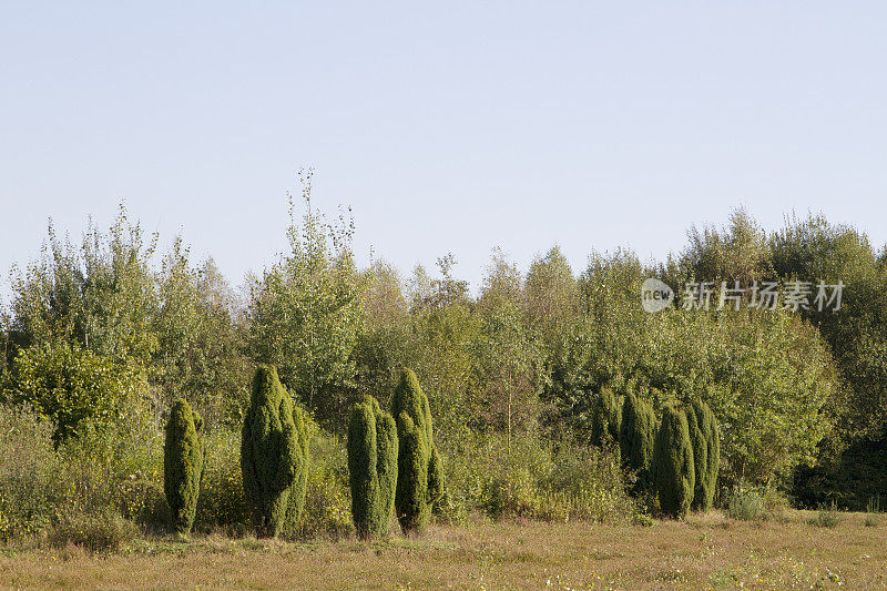 荷兰景观:杜松树