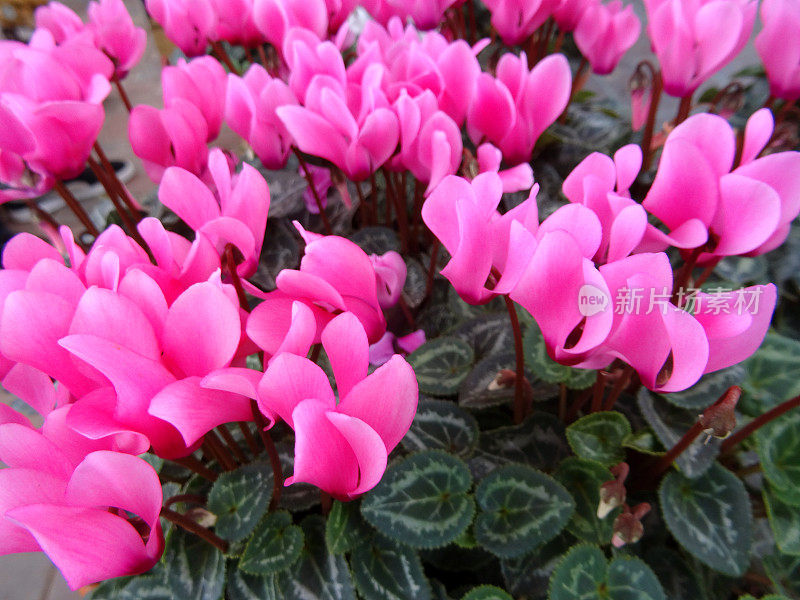 意象粉红仙客来花、盆花、粉红仙客来