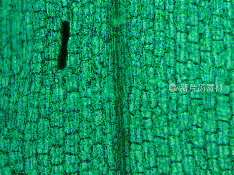海百合叶的显微镜观察