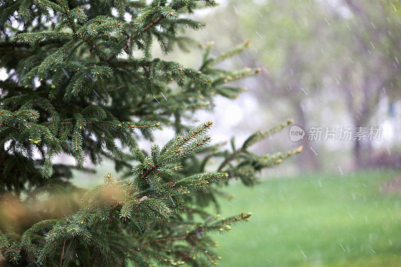 春天的云杉和雨夹雪