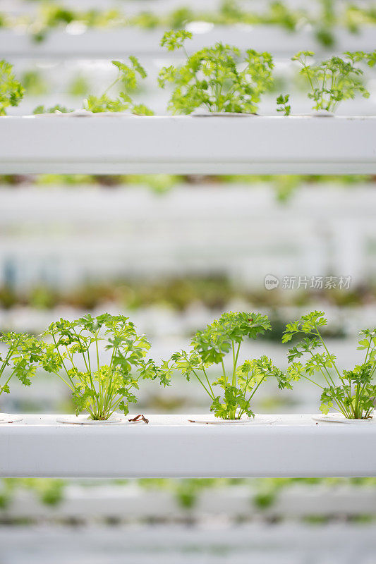 水培香菜农场