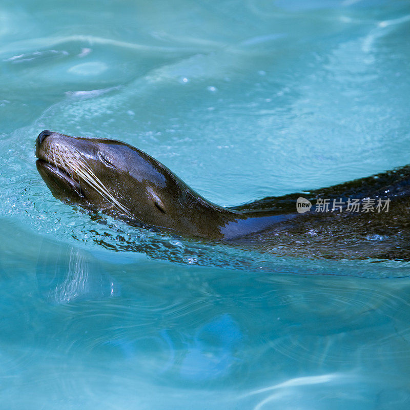海狮享受着水