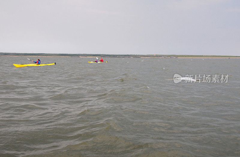 在哈德逊湾和白鲸一起划独木舟