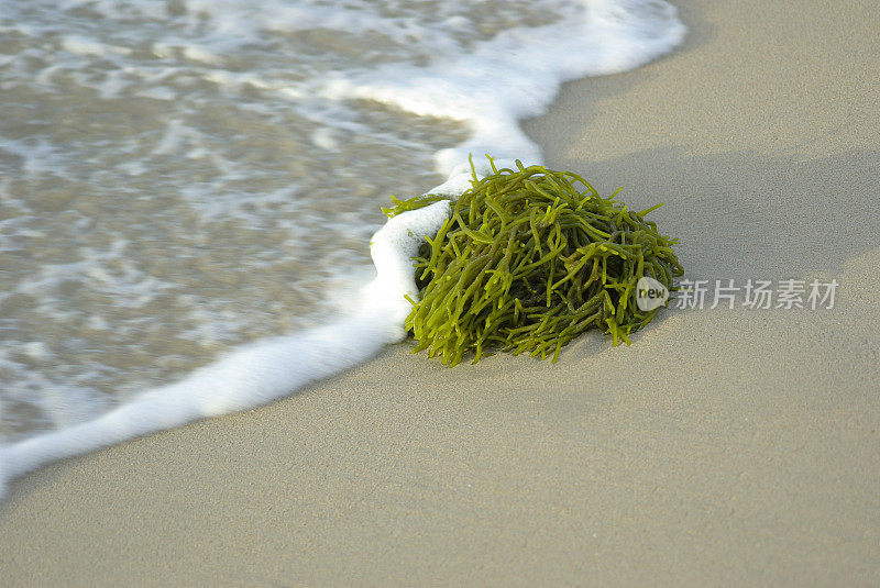 海岸边的海藻