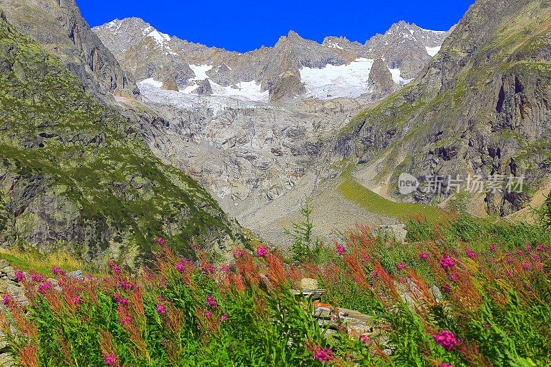 阿尔卑斯山景观，勃朗峰-瑞士阿尔卑斯山，粉红色的野花