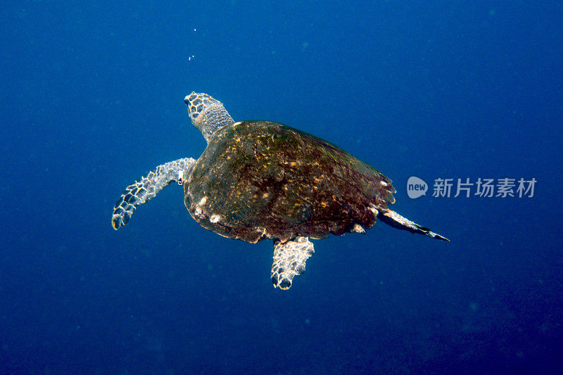 绿海龟在带气泡的深蓝色水中游泳